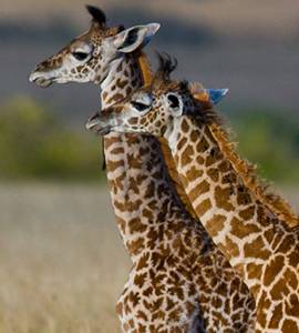 Travels Tribe